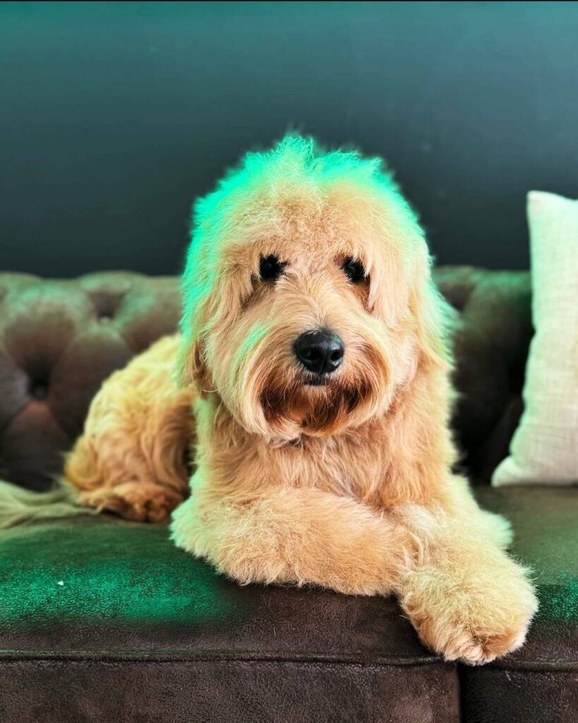 Camada Goldendoodle mediano septiembre 2026